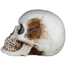 Load image into Gallery viewer, 20” Blow Mold Lighted Decor-Candle Flicker-Natural Bone Skull